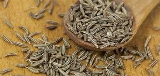 Caraway - Carum Carvi